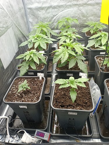 Growreport Bild 3