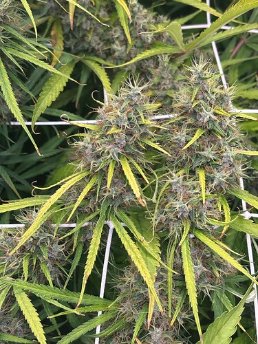 Growreport Bild 3
