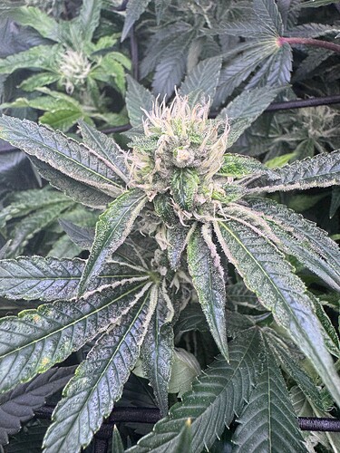 Growreport Bild 6