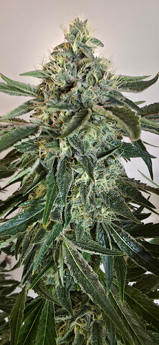 Growreport Bild 37