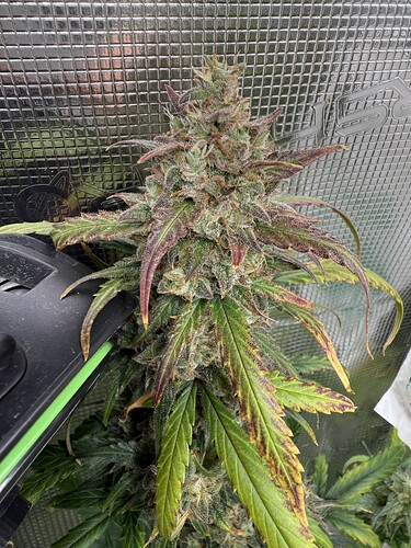 Growreport Bild 12