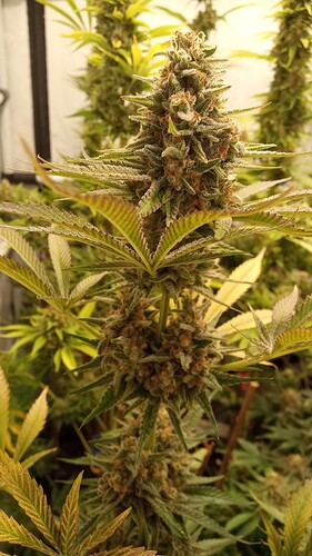 Growreport Bild 1