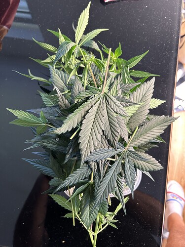 Growreport Bild 3