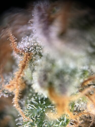Growreport Bild 6