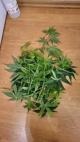 Growreport Bild 26