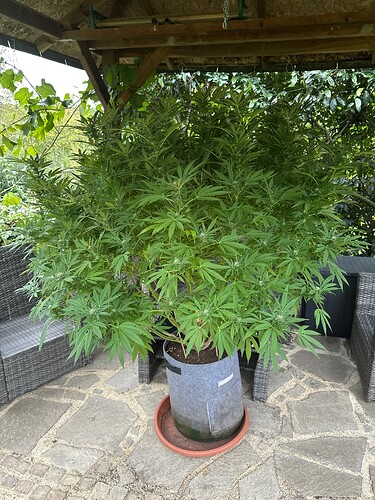 Growreport Bild 72