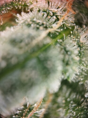 IMG_20250310_123139 - Kopie