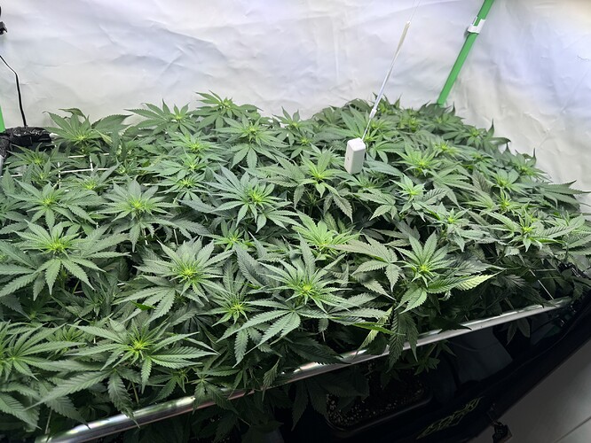 Growreport Bild 7