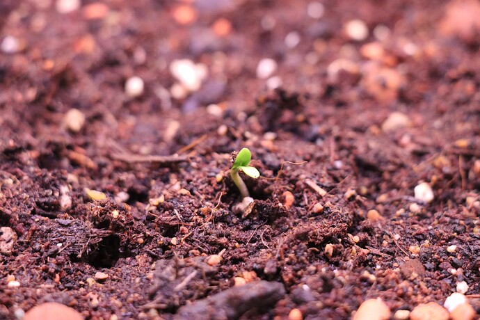 Growreport Bild 7