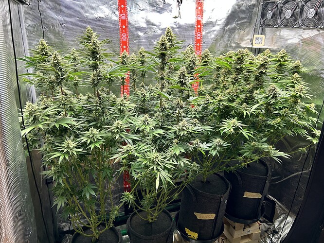Vier blühende Cannabispflanzen in Stofftöpfen in einem Growzelt mit reflektierenden Wänden und Messskalen.