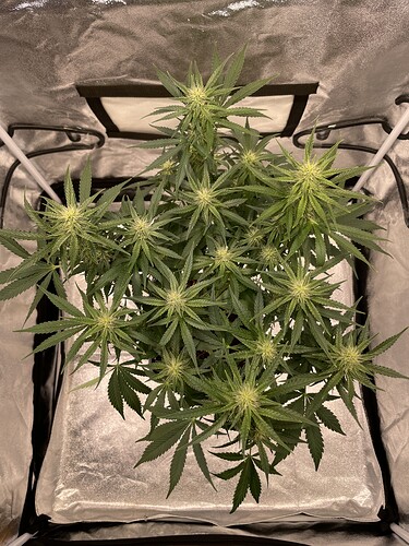 Growreport Bild 7