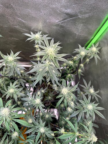 Growreport Bild 20