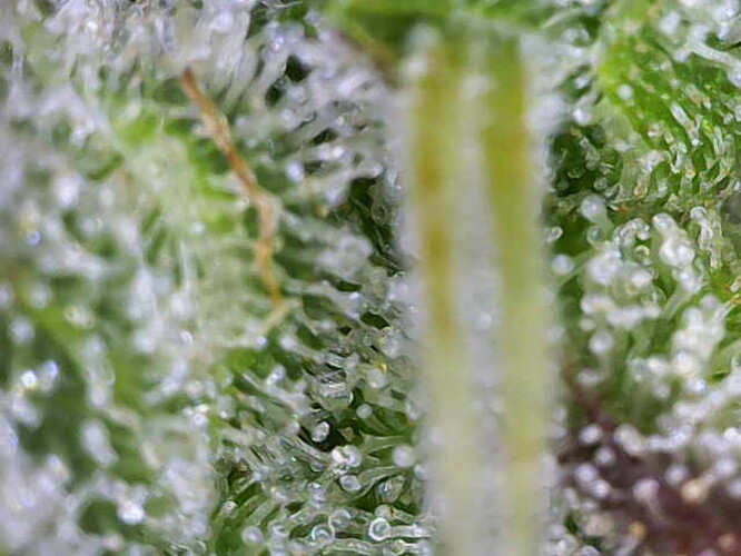 Image_2025-01-06 16_36_06_813