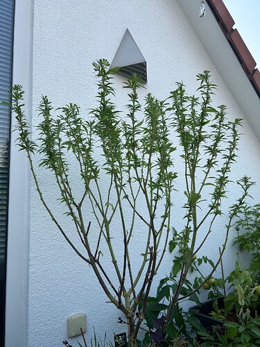 Growreport Bild 39