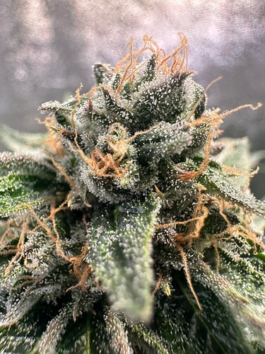 Growreport Bild 5