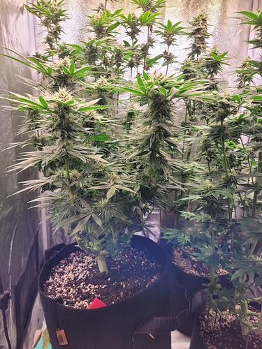 Growreport Bild 3
