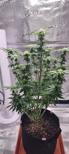 Growreport Bild 5