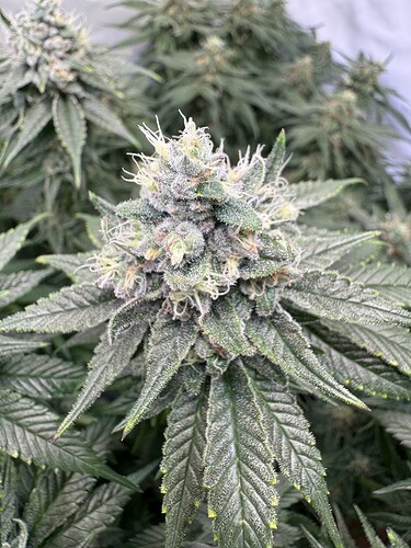 Growreport Bild 35