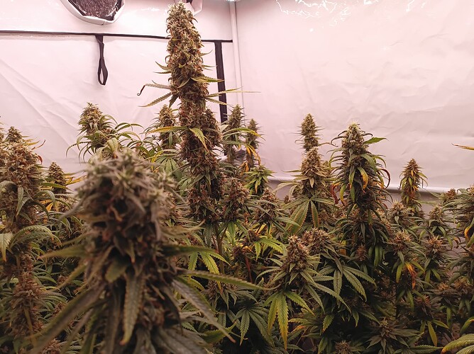 Growreport Bild 10