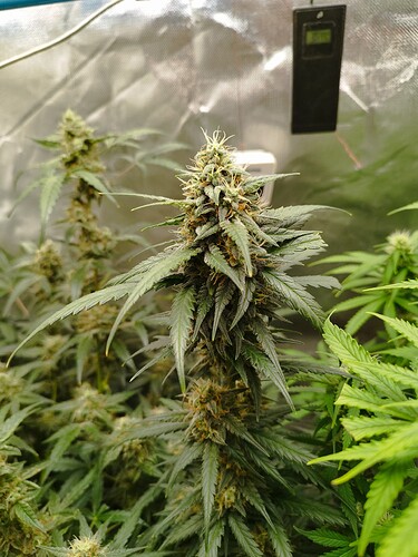Eine blühende Cannabispflanze mit dichten, harzigen Blütenständen und langen, spitzen Blättern. Im Hintergrund ist ein schwarzes Messgerät an der Zeltwand befestigt.