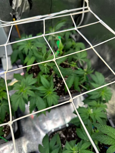 Growreport Bild 29