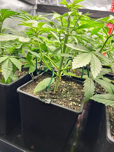 Growreport Bild 2