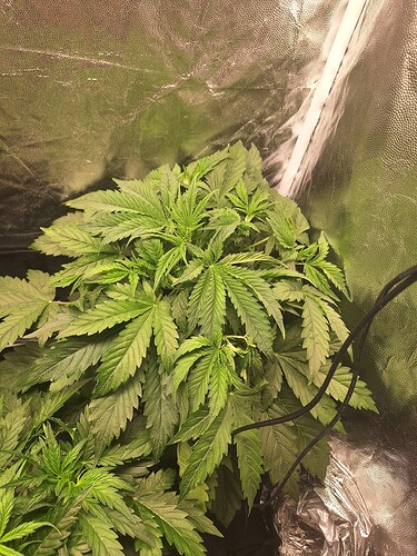 Growreport Bild 8