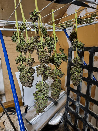 Mehrere Stränge von Cannabis-Buds hängen zum Trocknen an einer Wäscheleine.