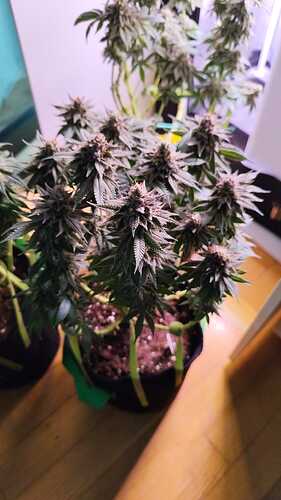 WhatsApp Bild 2024-06-12 um 17.16.59_af2f8718