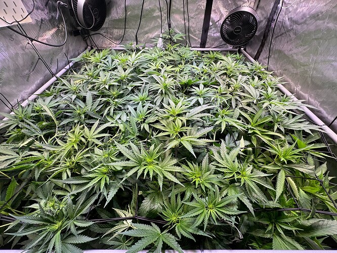 Growreport Bild 3