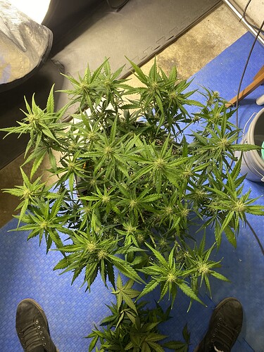 Growreport Bild 21
