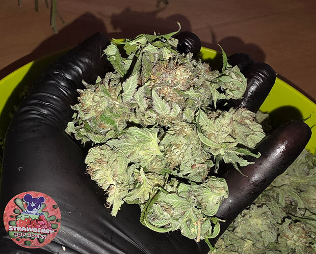 Growreport Bild 55