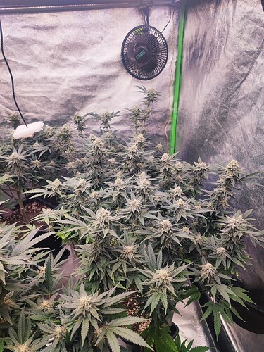 Growreport Bild 30