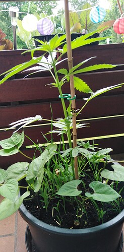 Growreport Bild 8