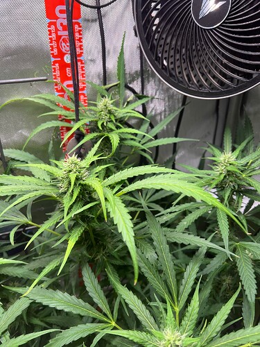 Growreport Bild 27