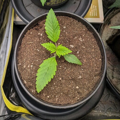 Growreport Bild 12