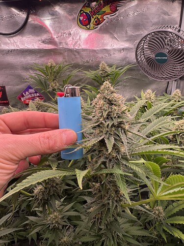 Growreport Bild 17