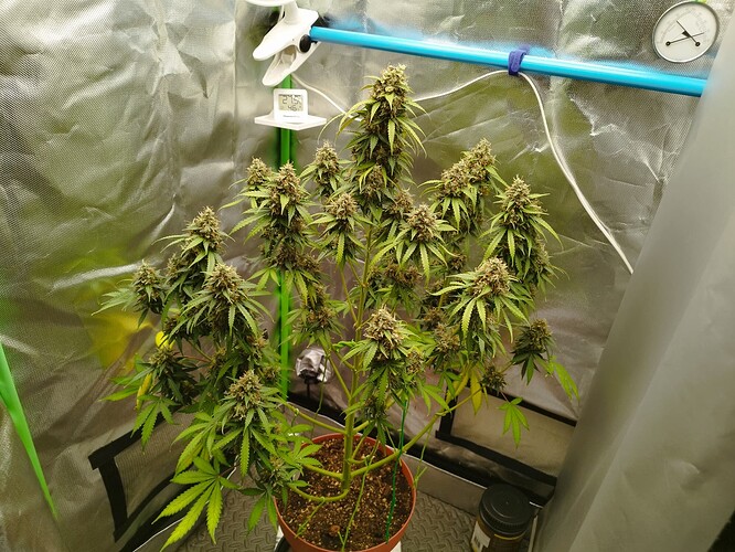 Eine blühende Cannabispflanze in einem Zelt, mit vielen Blütenständen und grünen Blättern.