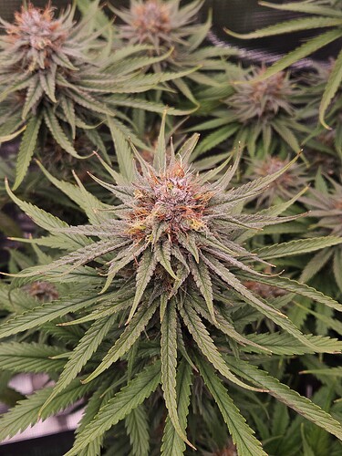 Growreport Bild 8