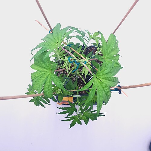 Growreport Bild 14