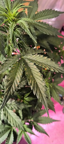 Growreport Bild 27