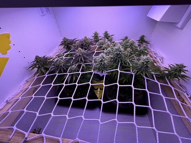 Zwei Cannabis-Pflanzen in der Blütephase, die unter einem Scrog-Netz in einem Schrank wachsen.