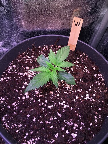 Growreport Bild 4