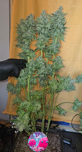 Growreport Bild 25