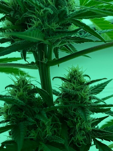 Growreport Bild 5