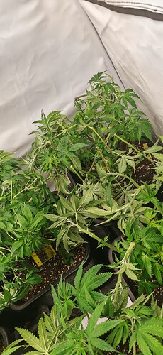 Growreport Bild 15