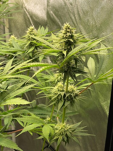 Growreport Bild 23