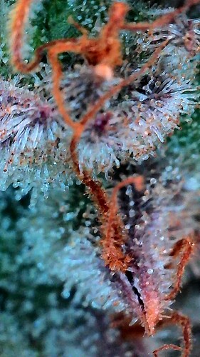 Growreport Bild 2