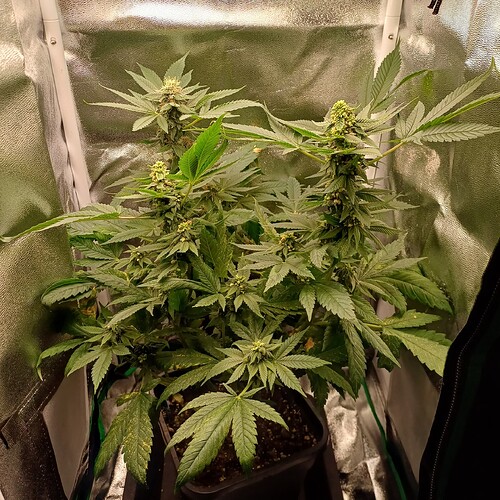 Growreport Bild 8