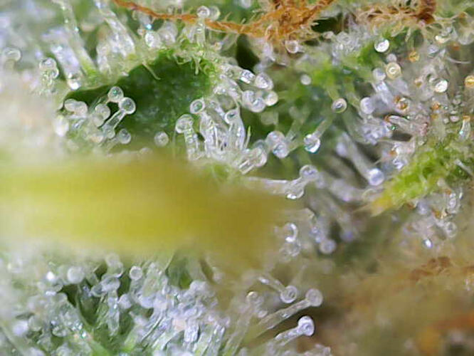 Growreport Bild 19